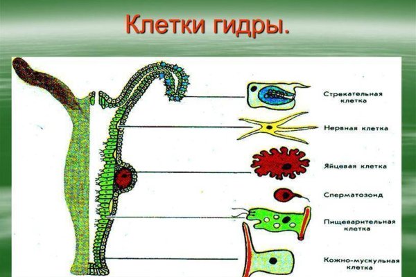 Kraken forum
