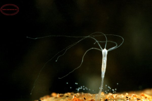 Kraken kraken link24 info