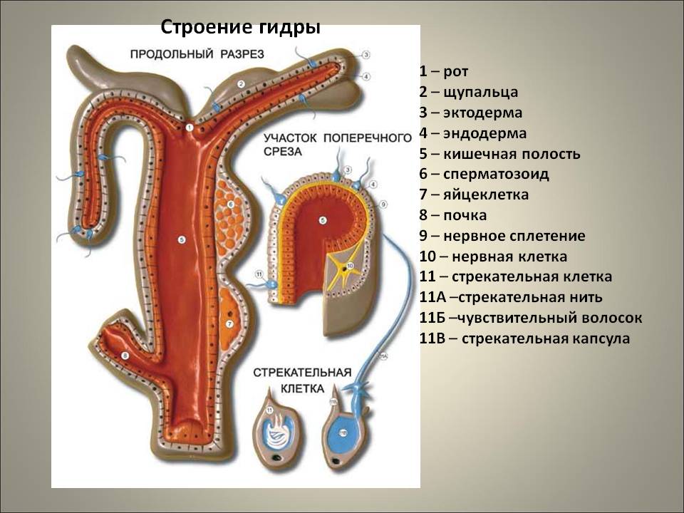Ссылка на кракен онион